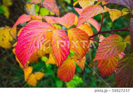 Fall season natural background Fall season natural background 58827237