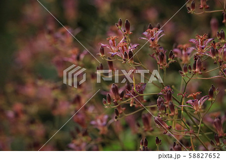 ホトトギス ホトトギス 58827652