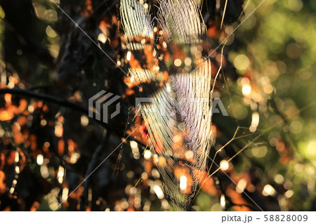 クモの巣 58828009