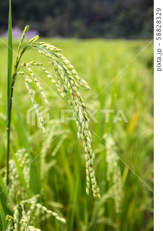 Rice field in Chiang Mai ,Thailand. Rice field in Chiang Mai ,Thailand. 58828329