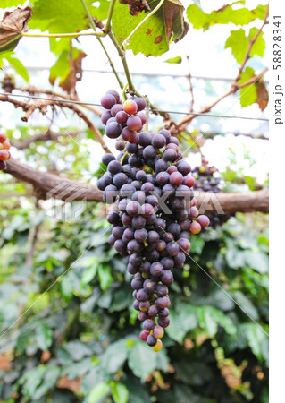 Grapes on plantations in Thailand. 58828341