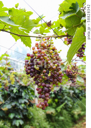 Grapes on plantations in Thailand. 58828342