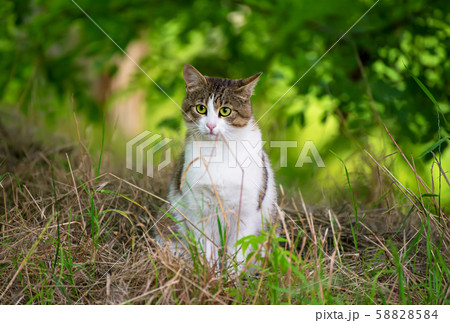 Stray cat portrait 58828584