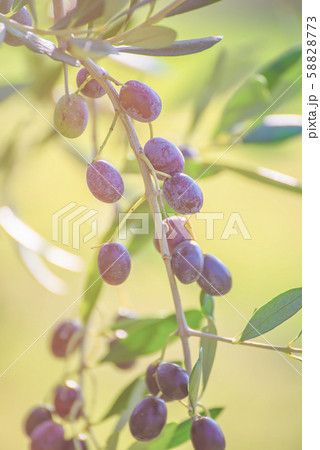 Olive tree with fruits Olive tree with fruits 58828773