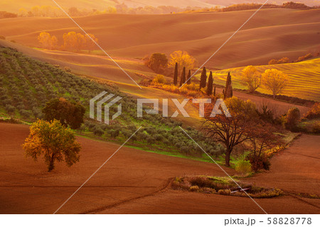 Tuscan fields and trees 58828778