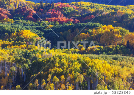 Autumn in Colorado Autumn in Colorado 58828849