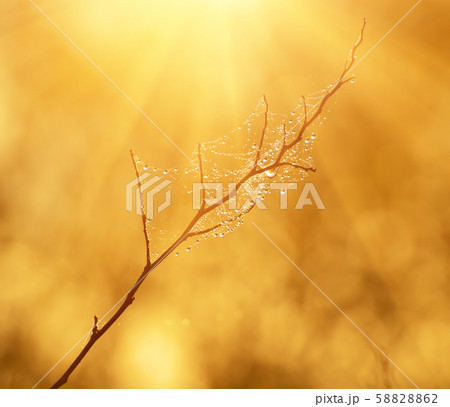 Tree twig with droplets 58828862