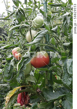 夏野菜のトマト 58829553