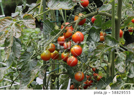 晩夏（熟れたプチトマト） 58829555