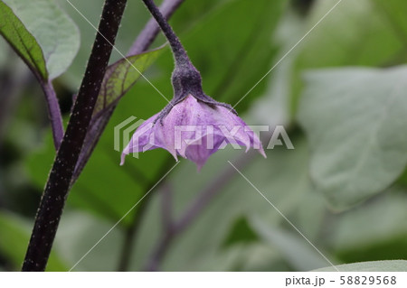 夏野菜(ナスの花) 夏野菜(ナスの花) 58829568