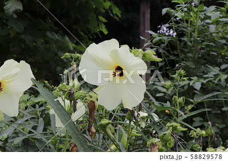 花を食べる野菜(ハナオクラ) 花を食べる野菜(ハナオクラ) 58829578