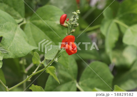 ベニバナインゲンの花 58829582