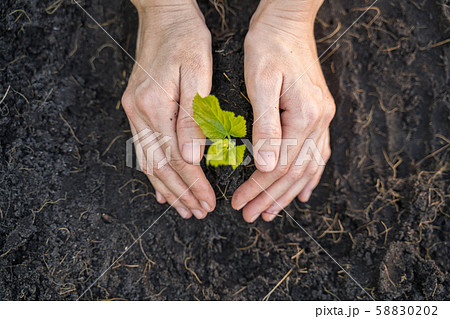 Hands are growing seedling plant, environmental conservation concept 58830202