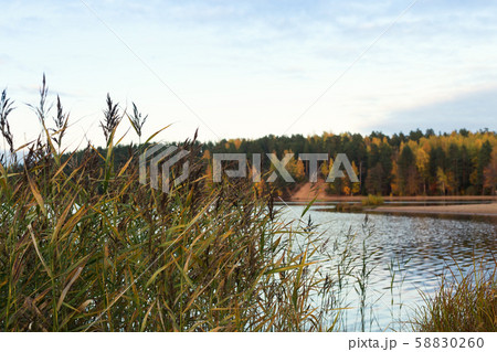 Autumn landscape with yellow trees 58830260