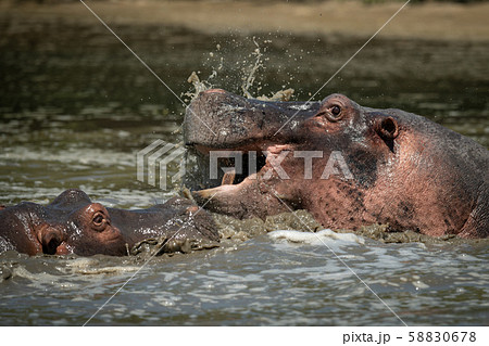 Close-up of hippos splashing around in river 58830678