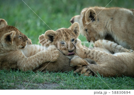 Close-up of four lion cubs play fighting 58830694