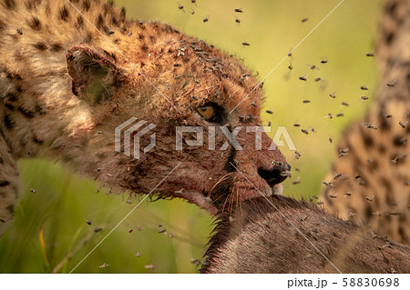 Close-up of flies surrounding cheetah eating kill 58830698