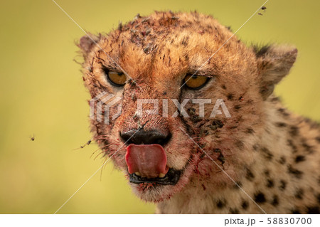 Close-up of flies buzzing around bloody cheetah 58830700