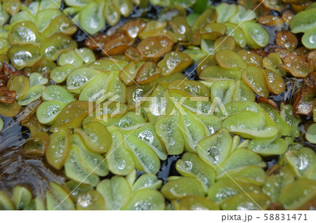 雨粒が残る藻葉 58831471