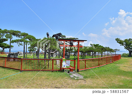 大津・唐崎神社の唐崎の松 58831567