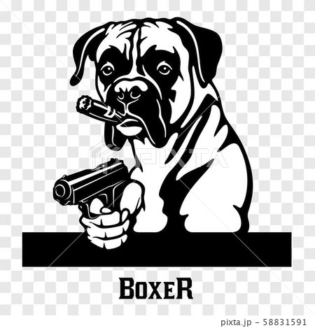 Boxer with guns - Boxer gangster. Head of angry Boxer 58831591