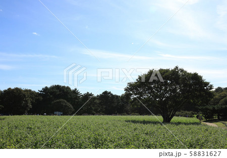 ソバ畑　ひたち海浜公園　茨城県 58831627