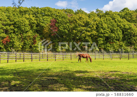 牧場の風景　馬 58831660