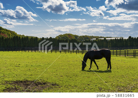 牧場の風景　馬 58831665