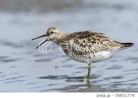 嘴を開くオバシギ幼鳥 嘴を開くオバシギ幼鳥 58831779