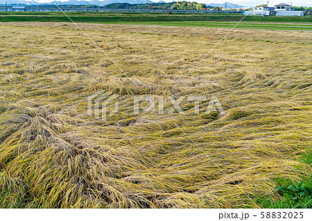 台風通過後の水田　福島天栄 58832025
