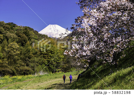 静岡県 狩野川サクラ公園 満開の桜と富士山の写真素材 5198