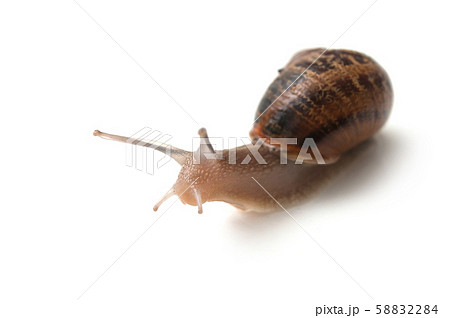 closeup of snail on white background 58832284