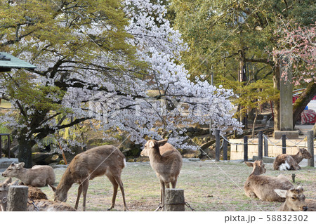 桜　奈良公園 58832302