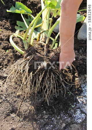 サトイモの収穫 サトイモの収穫 58832646