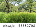 森の中の花畑 58832708