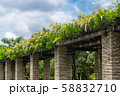 石の柱に絡まる蔦と花 58832710
