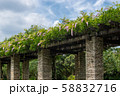 石の柱に絡まる蔦と花 58832716