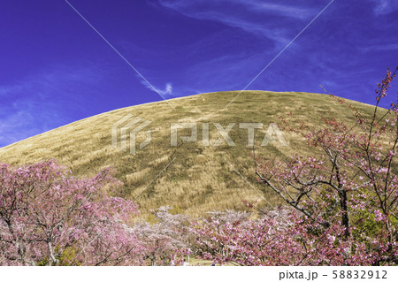 （静岡県）大室山・さくらの里の桜 58832912