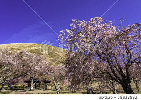 （静岡県）大室山・さくらの里の桜 58832932