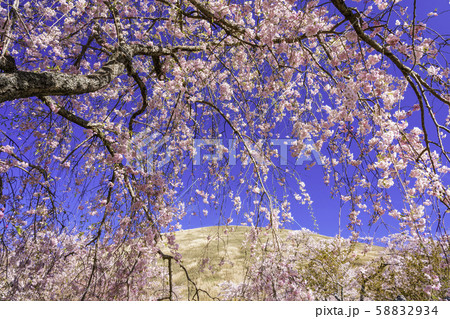 (静岡県)大室山・さくらの里の桜 (静岡県)大室山・さくらの里の桜 58832934