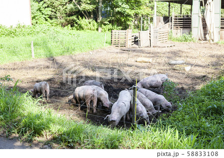 養豚 養豚 58833108