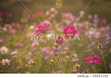 韓国の風景 風景 花の写真素材 51