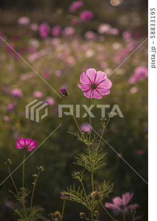 韓国の風景 風景 花の写真素材 5195
