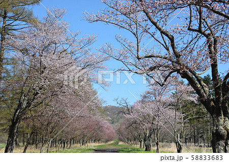 静内二十間道路桜並木 静内二十間道路桜並木 58833683