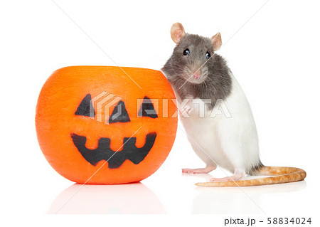 Decorative rat sits near Halloween candlelight Decorative rat sits near Halloween candlelight 58834024