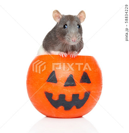 Decorative rat sits in orange Halloween 58834229