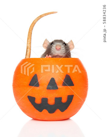 Decorative rat in orange Halloween candlelight Decorative rat in orange Halloween candlelight 58834236