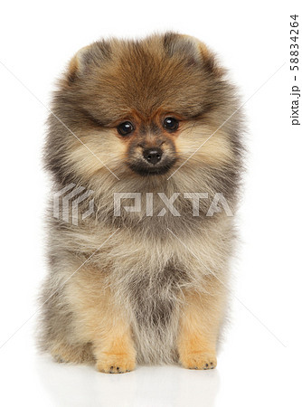 Pomeranian Spitz puppy sits on white background 58834264