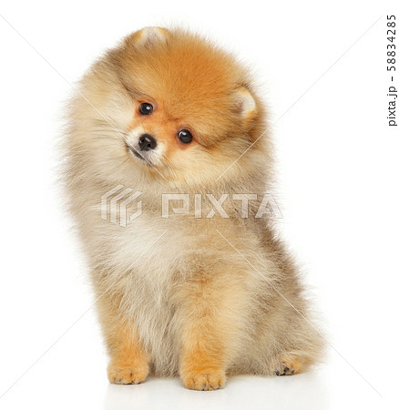 Pomeranian Spitz puppy sitting 58834285