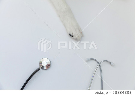 Puppy dog border collie paws and stethoscope Puppy dog border collie paws and stethoscope 58834803
